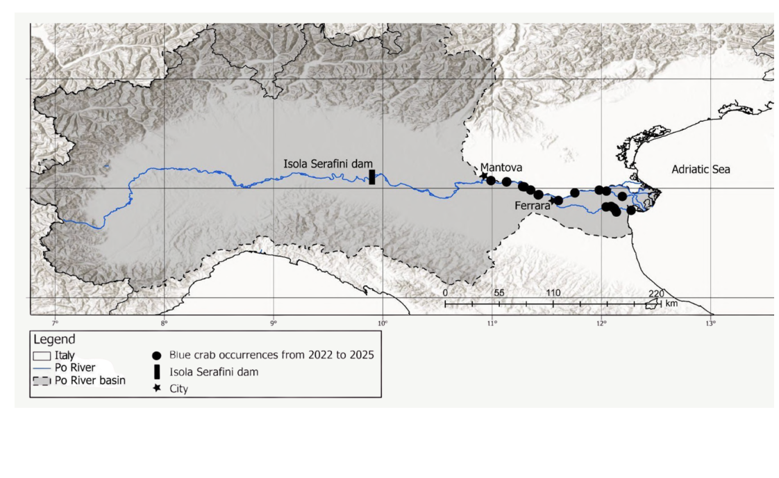Map showing upstream spread of the blue crab along the Po River to Mantova, 2022 to 2025